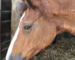 Dressurpferd Ninja 21 (KWPN (Niederländisches Warmblut), von Daimler)