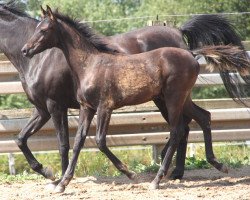 stallion GH Bayan (Arabian thoroughbred, 2019)