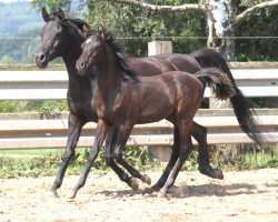 stallion GH Buran (Arabian thoroughbred, 2019)