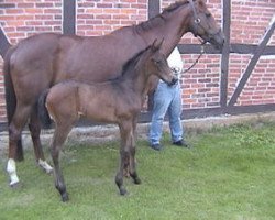 horse Troublesome (Trakehner, 2003, from Ravel)