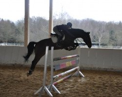 jumper Lascudo (Hanoverian, 2002, from Laptop)