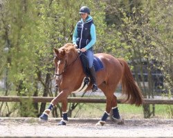 dressage horse Dicembre (Westphalian, 2012, from De Kooning)