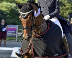 dressage horse Flokati 3 (Hanoverian, 2009, from Florencio I)