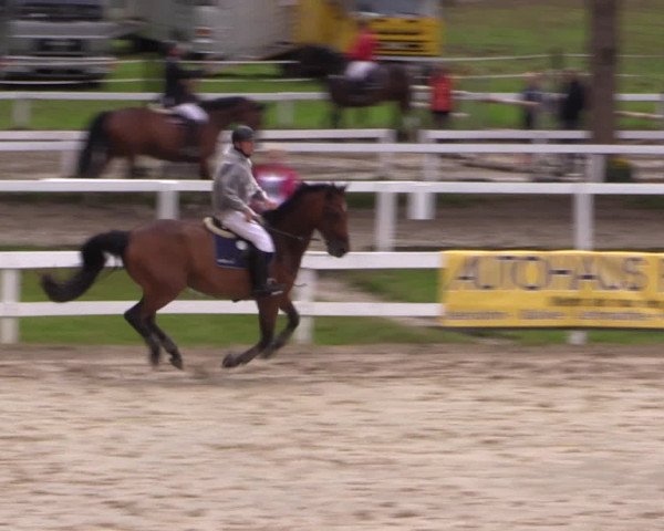 Reitturnier Letmathe 2016