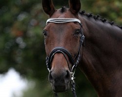 horse Paquito (Hanoverian, 1995, from Pablo)