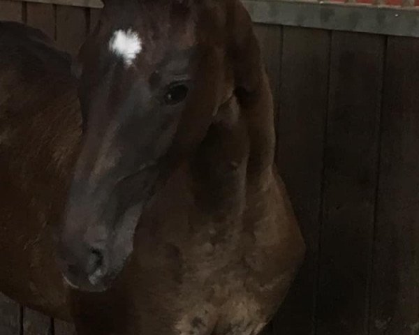 broodmare Marachella (German Sport Horse, 2019, from Maracana)