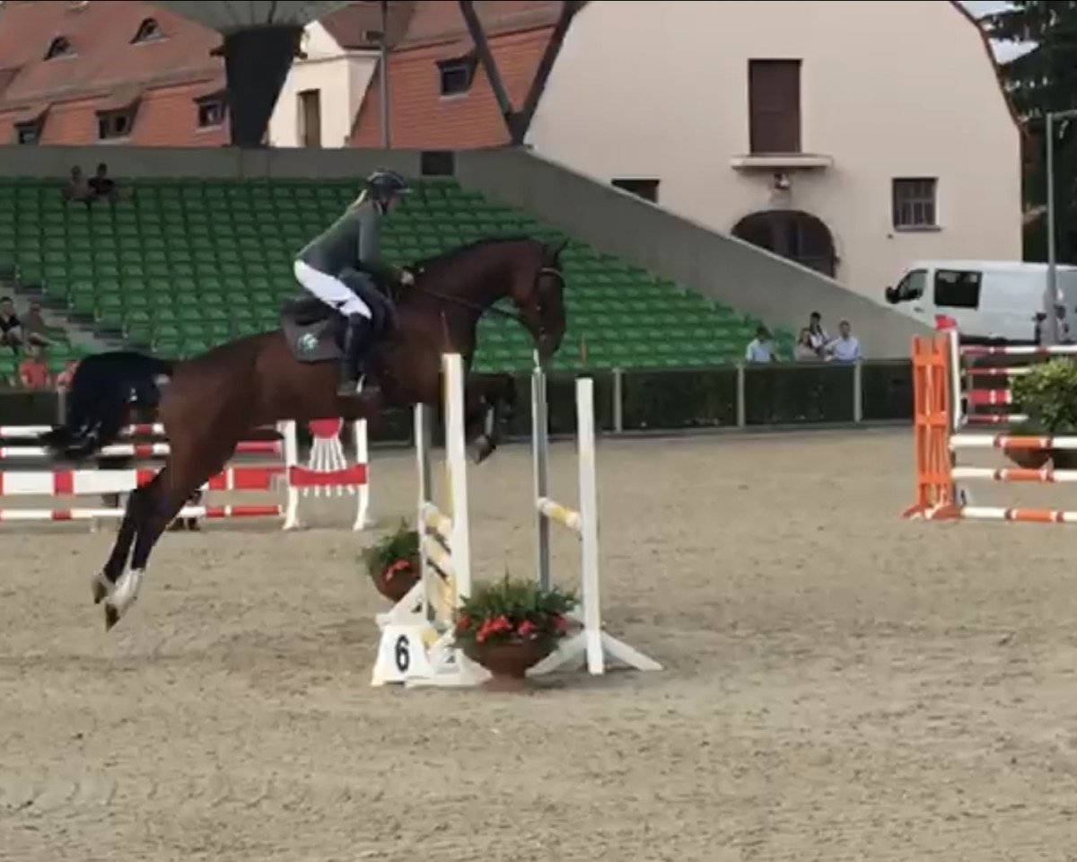 Springpferd Counter 7 (Oldenburger Springpferd, 2013, von Conturio)