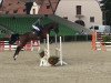 jumper Counter 7 (Oldenburg show jumper, 2013, from Conturio)