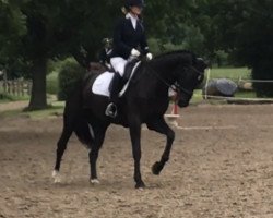 dressage horse Merci 124 (German Sport Horse, 2015, from San Florestano)