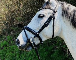 jumper Igor IV (Hungarian Warmblood, 2012, from Rudelsburg)