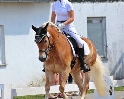 dressage horse Ami de L'Our (Haflinger, 2008, from Amtsrat)