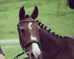 broodmare Park's Perlmutt (New Forest Pony, 1999, from Anydale Martien)