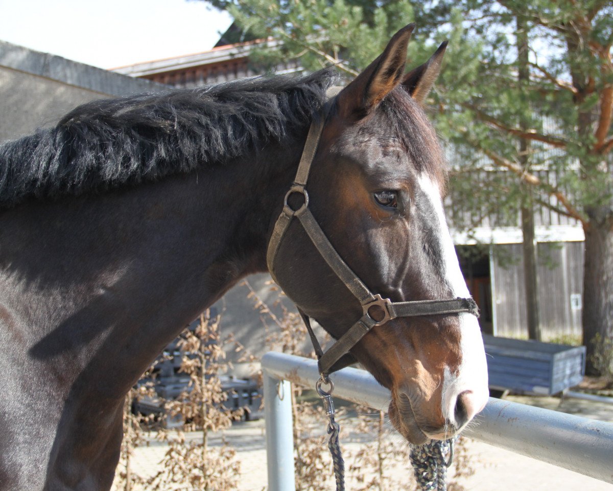 dressage horse Cass Balou (German Sport Horse, 2011, from Cass-Quidam)
