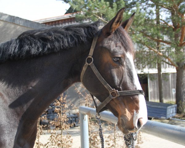 Dressurpferd Cass Balou (Deutsches Sportpferd, 2011, von Cass-Quidam)