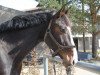 dressage horse Cass Balou (German Sport Horse, 2011, from Cass-Quidam)