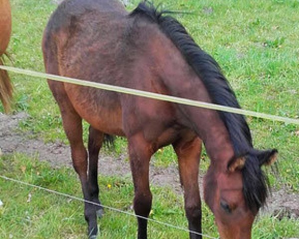 Springpferd Van Goghs Valeska (Deutsches Reitpony, 2016, von Van Goghs Varouche)