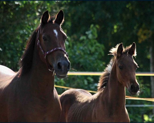 Zuchtstute Donna (Deutsches Reitpony, 1994, von Babados)