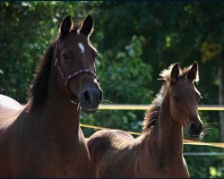 broodmare Donna (German Riding Pony, 1994, from Babados)