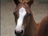 broodmare Van Gogh´s Violetta F (German Riding Pony, 2016, from Van Goghs Varouche)