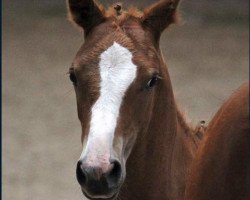 broodmare Van Gogh´s Violetta F (German Riding Pony, 2016, from Van Goghs Varouche)