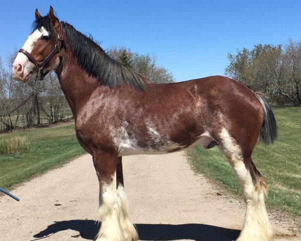 Deckhengst Cedarlane Bolt (Clydesdale, 2011, von Langbank Winsome Lad)