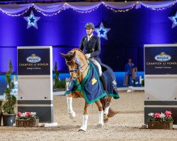 dressage horse Ballentines 10 (Hanoverian, 2008, from Belissimo NRW)