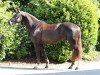 dressage horse Flo`s Love (Oldenburg, 2011, from Florencio I)