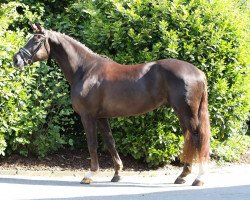 dressage horse Flo`s Love (Oldenburg, 2011, from Florencio I)