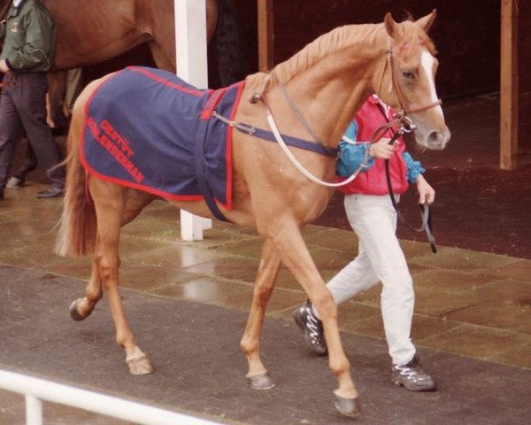 horse Arator xx (Thoroughbred, 1995, from Generous xx)