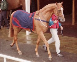 horse Arator xx (Thoroughbred, 1995, from Generous xx)