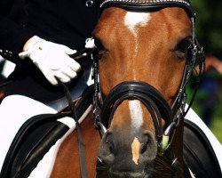 horse Elvita 12 (German Riding Pony, 2007, from Eldorrado)