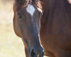 broodmare Werensa (KWPN (Royal Dutch Sporthorse), 2003, from Hamlet)