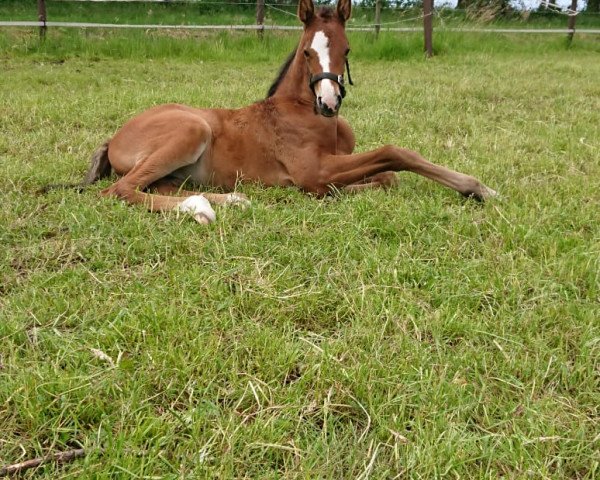 broodmare Carlotta (Oldenburg show jumper, 2019, from Clarksville)