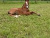 broodmare Carlotta (Oldenburg show jumper, 2019, from Clarksville)