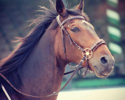 horse Blason de Jade (FR) (French Trotter, 2011, from Diamant Gede (FR))