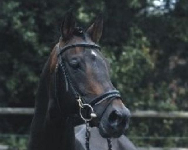 stallion Osterbote (Trakehner, 1984, from Blaubart xx)