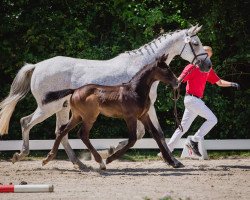 jumper Talou's Bigfoot (Westphalian, 2019, from Taloubet Z)