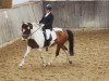 dressage horse Lucky Luke (Pony without race description, 2010)