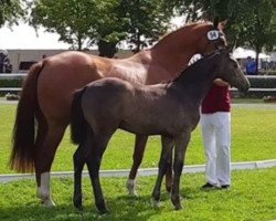 jumper Walentina (German Sport Horse, 2019, from Cellman)