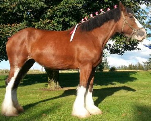 Zuchtstute Boulder Bluff Nancy (Clydesdale, 2009, von Hatfield Majestic)