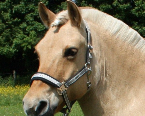 horse Illiana (Fjord Horse, 1993, from Illiano)