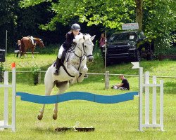 Springpferd Glorious Prince (Connemara-Pony, 2009, von Garryhinch Millrace)