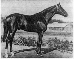 stallion Grab xx (Thoroughbred, 1933, from Beskarnyj xx)