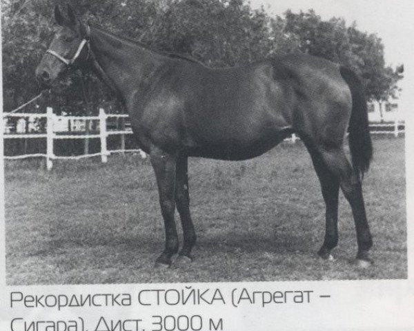 broodmare Stoyka xx (Thoroughbred, 1957, from Agregat xx)