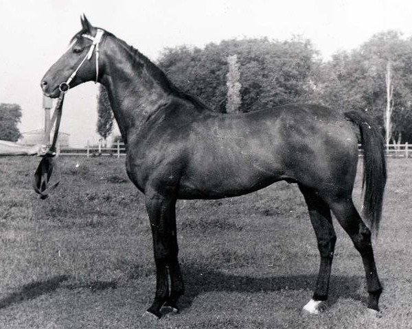 stallion Sesam xx (Thoroughbred, 1979, from Sakasnik xx)