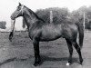 stallion Sesam xx (Thoroughbred, 1979, from Sakasnik xx)