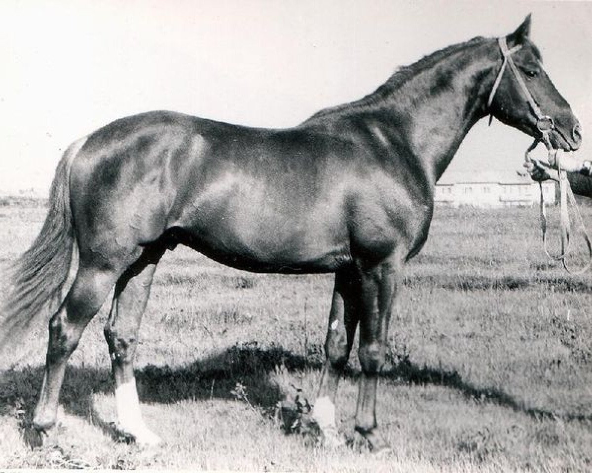 stallion Parisch (Paryz) (Trakehner, 1950, from Pyrrhus 1187)