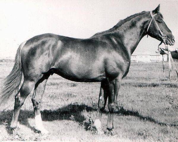stallion Parisch (Paryz) (Trakehner, 1950, from Pyrrhus 1187)