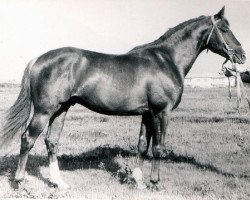 Deckhengst Parisch (Paryz) (Trakehner, 1950, von Pyrrhus 1187)