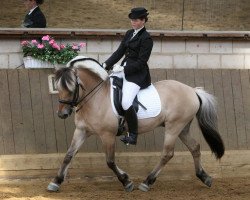 stallion Ragnar (Fjord Horse, 1997, from Kastanielystens Rasmus)